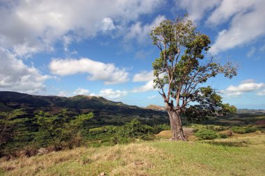 Süpürücü dağ manzarasına bakan tek bir ağaç.