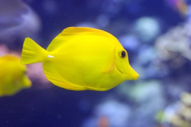 Sarı bir tang (Zebrasoma flavescens).