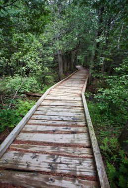 Yoğun yeşil ormana giden ahşap bir yürüyüş yolu..