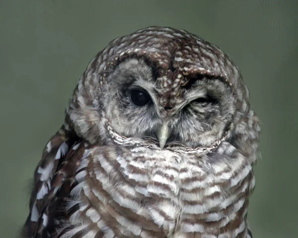 Wise Owl Winking You — Stock Photo, Image
