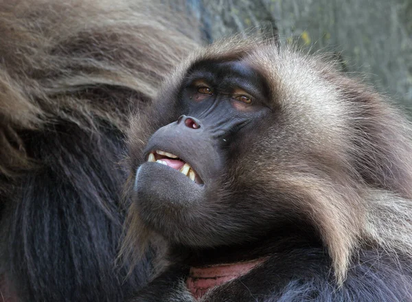 多愁善感的Gelada狒狒 — 图库照片