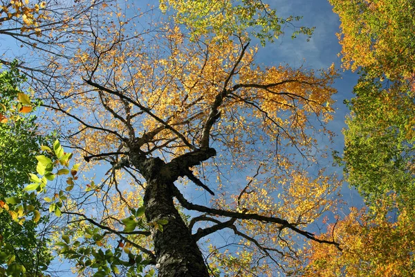 ニューイングランドの木々が色を変える — ストック写真