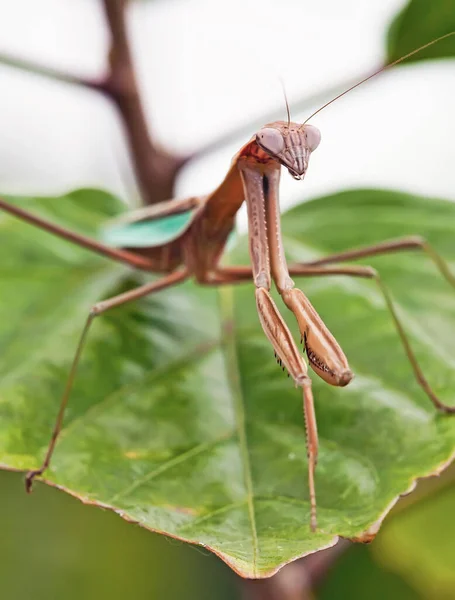 Closeup Photo Praying Mantis — Stock Photo, Image