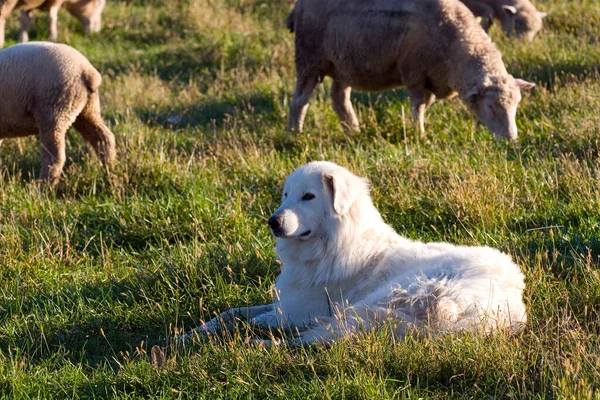 Sürüsünü koruyan çoban köpeğinin yakın çekimi..