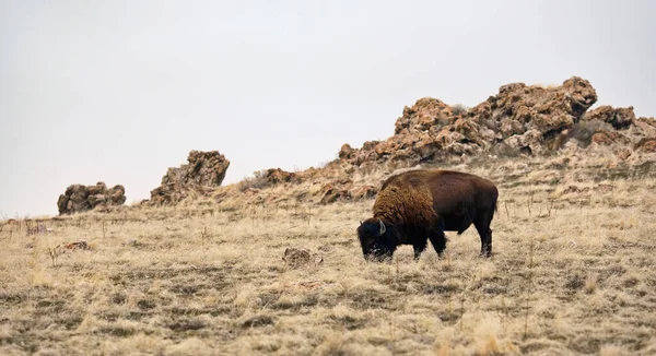 Single Bison Open Field Antelope Island Utah — Stock Photo, Image