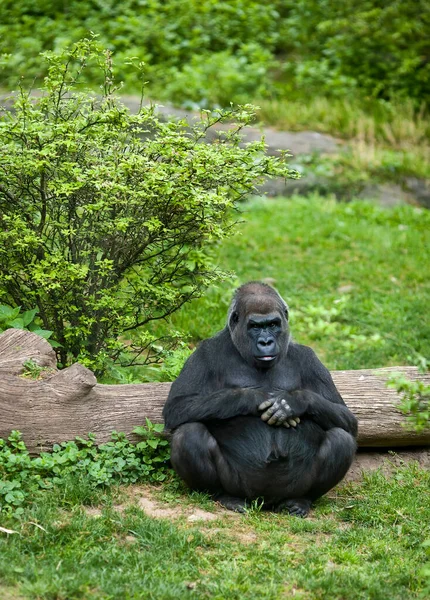 Gran Gorila Sentado Solo —  Fotos de Stock