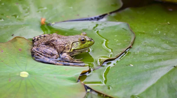 Velká Žába Pózuje Zeleném Lilypadu — Stock fotografie