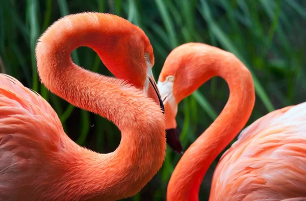 Kalp şeklinde poz veren iki flamingo.