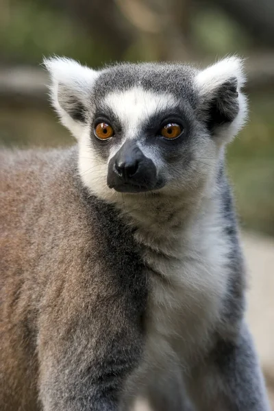 Gros Plan Lémurien Queue Cerclée Lemur Catta — Photo