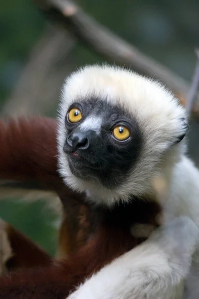 Cute Lemur Verreaux Sifaka — 图库照片