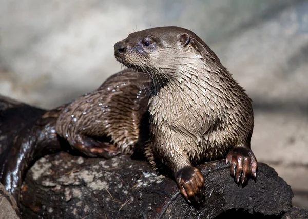 River Otter Sunning Itself Log — Stock Photo, Image