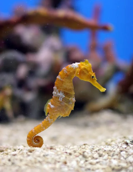 Renkli bir akvaryumda turuncu bir deniz atı