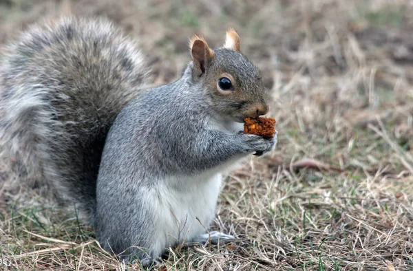 Ένας Χαριτωμένος Σκίουρος Τρώει Λίγο Φαγητό — Φωτογραφία Αρχείου
