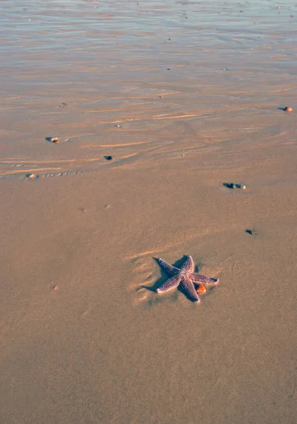 Una Sola Estrella Mar Una Playa Vacía —  Fotos de Stock