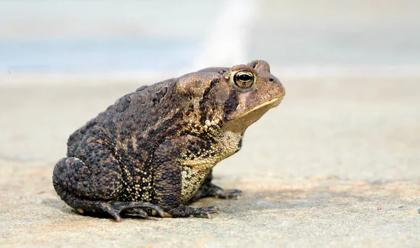 카메라 두꺼비의 — 스톡 사진