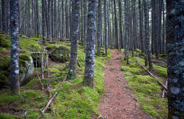 Sentiero Sterrato Che Attraversa Una Fitta Foresta Muschiata — Foto Stock