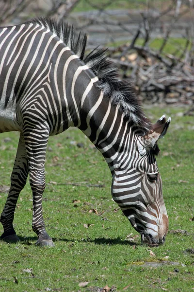 Enkele Zebra Grazen Een Aantal Gras Rechtenvrije Stockfoto's