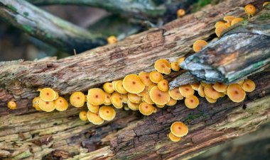 Ölü bir kütükte yetişen birçok renkli turuncu mantarın genel görünümü.