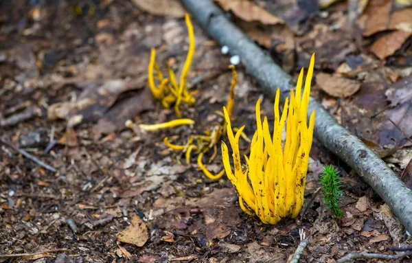 Közelkép Clavulinopsis Fusiformis Gombák Közismert Nevén Arany Orsó Vagy Orsó Stock Fotó