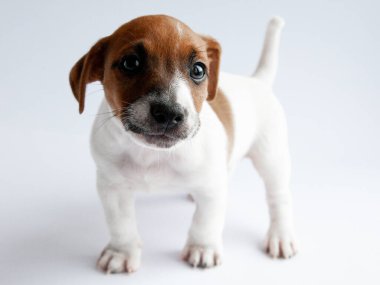 Jack russel terrier puppy on white background