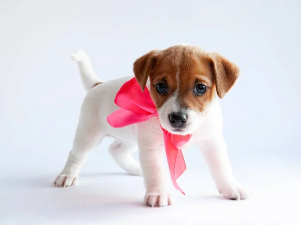 Jack Russel Terrier Puppy White Background —  Fotos de Stock