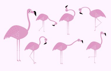 Flamingo koleksiyonu. Düz dizayn. Pembe flamingo. Egzotik tropik kuş karakterleri. İzole edilmiş vahşi yaşam hayvanları.