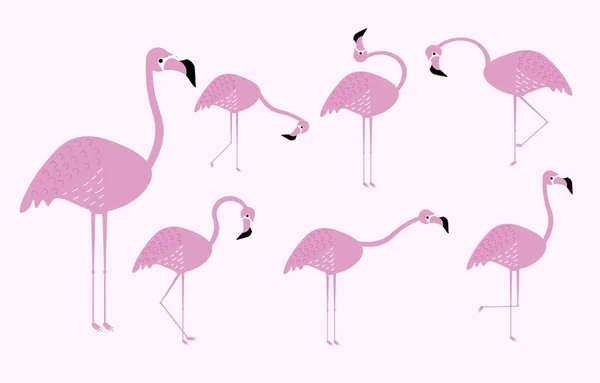 Coleção Flamingo Projeto Plano Flamingo Rosa Personagens Aves Tropicais Exóticas — Fotografia de Stock