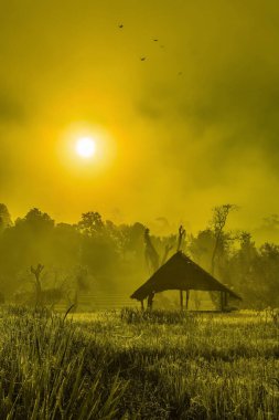 Odunluğa karşı sabah sisli bir kulübede. Kır çiçekleri tarlası, akşam güneşi.