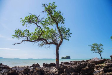 Ada Dama, ulusal rezerv, punta de choros turizmi, coquimbo bölgesi, Şili