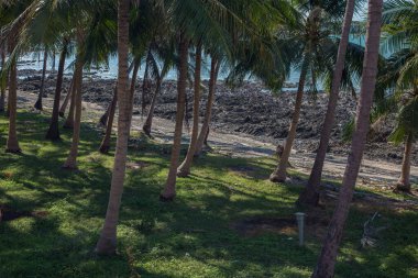Palmiye ağaçları, gökyüzüne karşı beyaz bulutlar, mavi gökyüzü ve tropik manzaralı palmiye ağaçları.