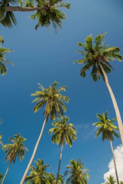 Seyşel Adaları 'ndaki beyaz kumlu plajda dalgalı bir palmiye ağacı sallanıyor.