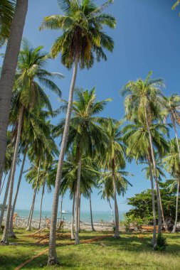 Seyşel Adaları 'ndaki beyaz kumlu plajda dalgalı bir palmiye ağacı sallanıyor.