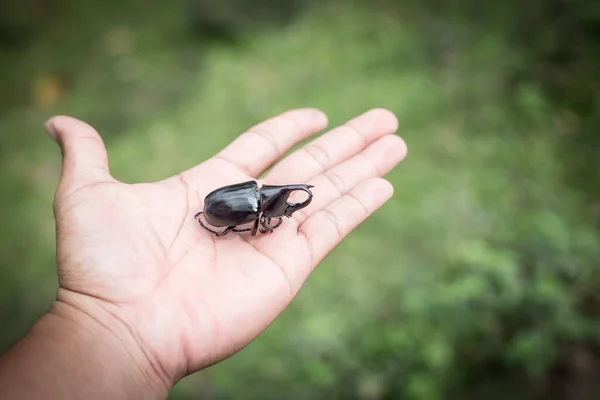 Beetle Holding Hand Insect Five Horned Rhinoceros Beetle Eupatorus Gracilicornis — Stock Photo, Image