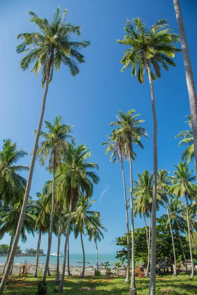 Biała Piaszczysta Plaża Seszelach Zakrzywioną Palmą Wiszącą Nad Morzem — Zdjęcie stockowe