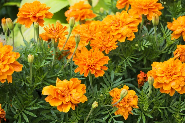 Orange marigolds — Stock Photo, Image