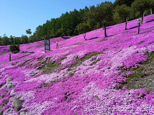 Fuji com Pink Moss ou Shibazakura — Fotografia de Stock