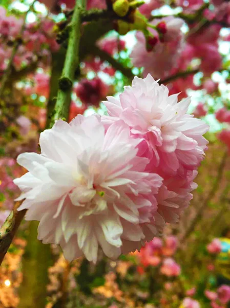 Sakura, a flor da fome do Japão, mostrada em Jardins pelas Baías, Singapura — Fotografia de Stock