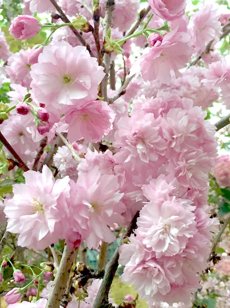 Sakura, a flor da fome do Japão, mostrada em Jardins pelas Baías, Singapura — Fotografia de Stock