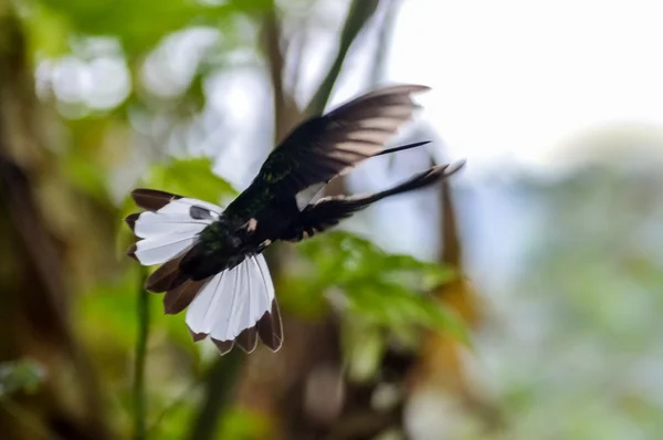 Oiseau dans la jungle — Photo