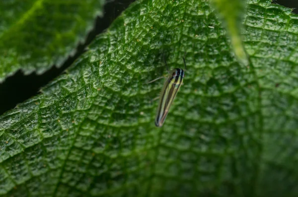 Macro tiro de inseto e planta — Fotografia de Stock