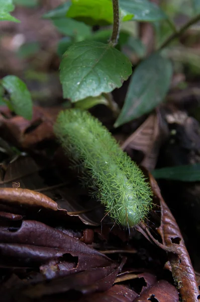 Macro-opname van insecten en planten Stockafbeelding