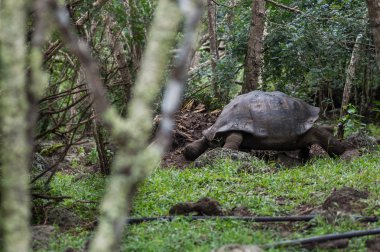 Galapagos Adaları, Ekvador, Güney Amerika'da vahşi dev kaplumbağalar