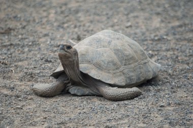 Galapagos Adaları, Ekvador, Güney Amerika'da vahşi dev kaplumbağalar