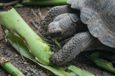 Galapagos Adaları, Ekvador, Güney Amerika'da vahşi dev kaplumbağalar