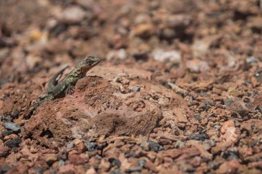 Iguanas Galapagos Adaları, Ekvador, Güney Amerika'da
