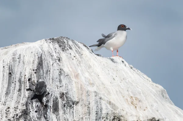 Птахи на Галапагоських островах — стокове фото