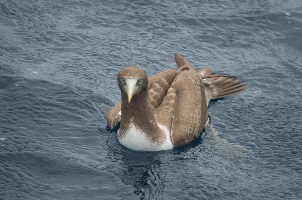 Vögel auf den Galapagos-Inseln — Stockfoto