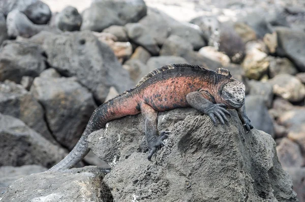 Iguanas Galapagos Adaları, Ekvador, Güney Amerika'da — Stok fotoğraf