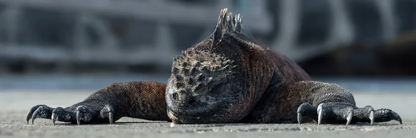 Iguanas en las Islas Galápagos, Ecuador, América del Sur —  Fotos de Stock