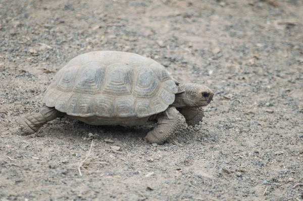 Riesenschildkröten in freier Wildbahn auf den Galapagos-Inseln, Ecuador, Südamerika — Stockfoto